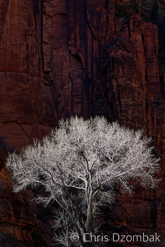 Tree in Zion Canyon
