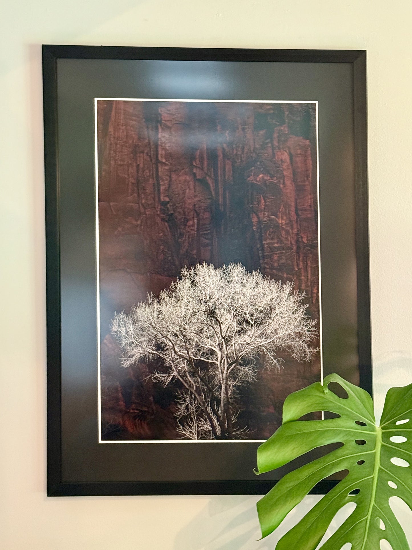 Tree in Zion Canyon