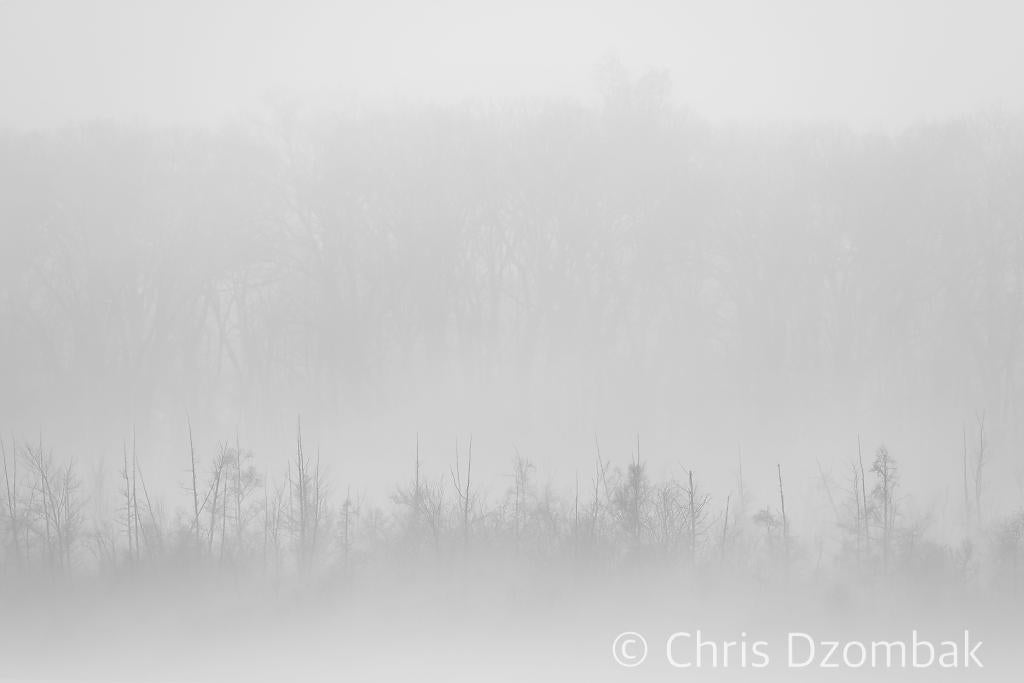 Trees in Fog