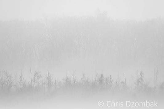 Trees in Fog