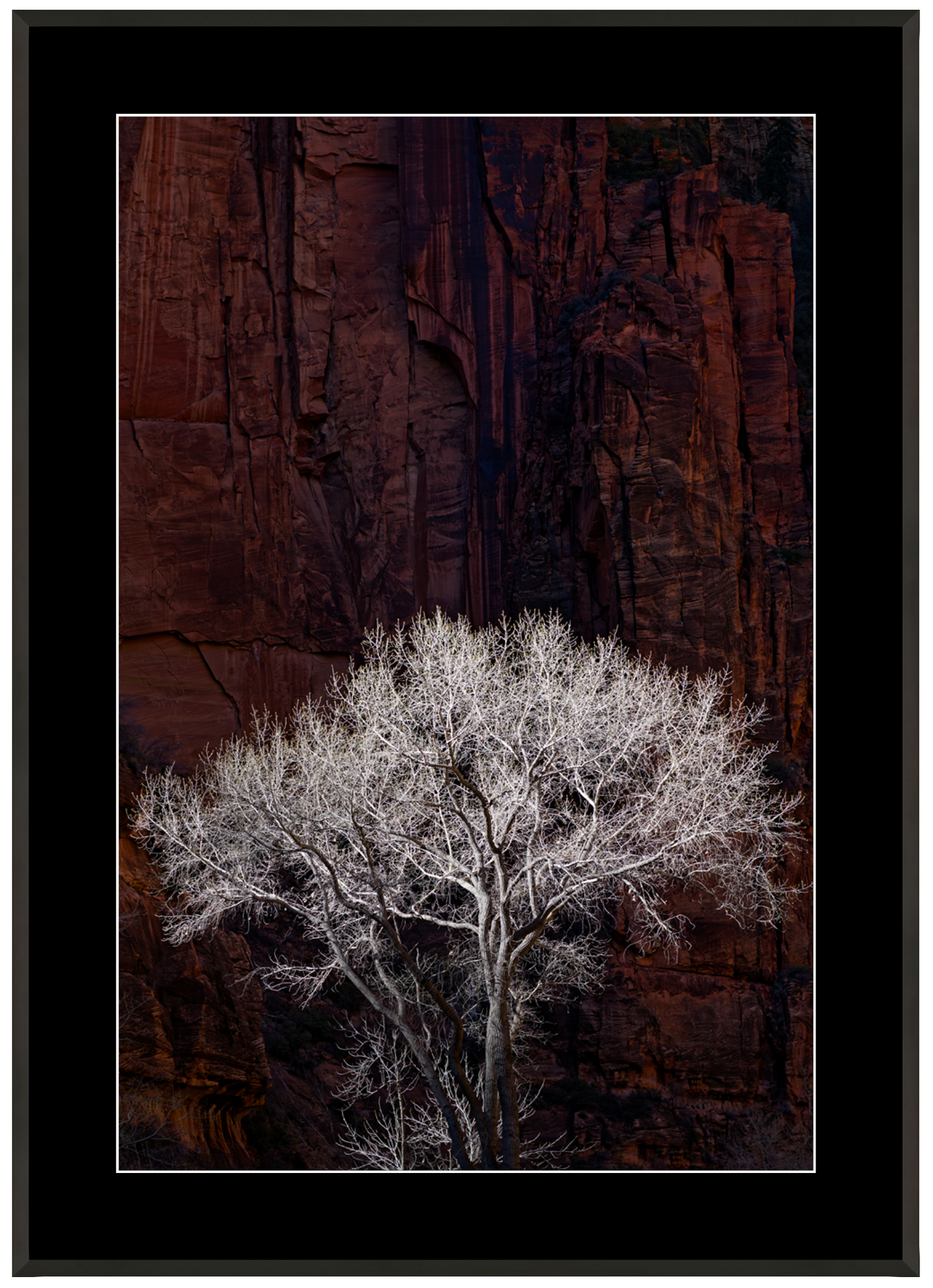 Tree in Zion Canyon