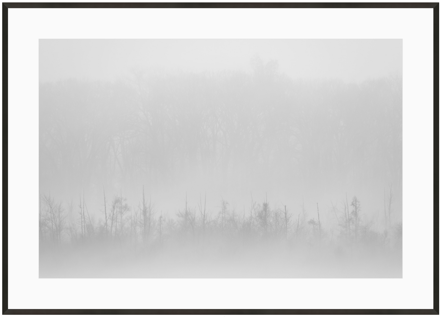 Trees in Fog